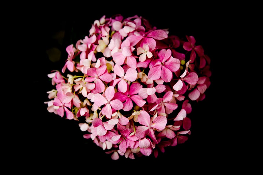 flowers, pink, flowering plant, petal, black background, pink color HD wallpaper