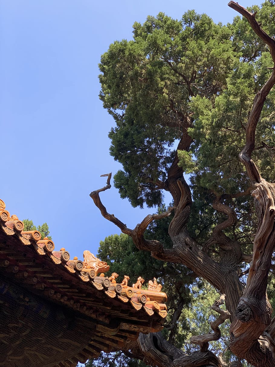tree, plant, tree trunk, 33 beichang st, xicheng qu, china HD wallpaper