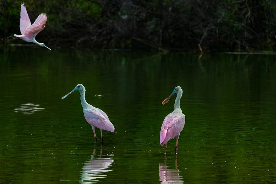 spoonbill, crane, roseate spoonbill, bird, water bird, wings, HD wallpaper