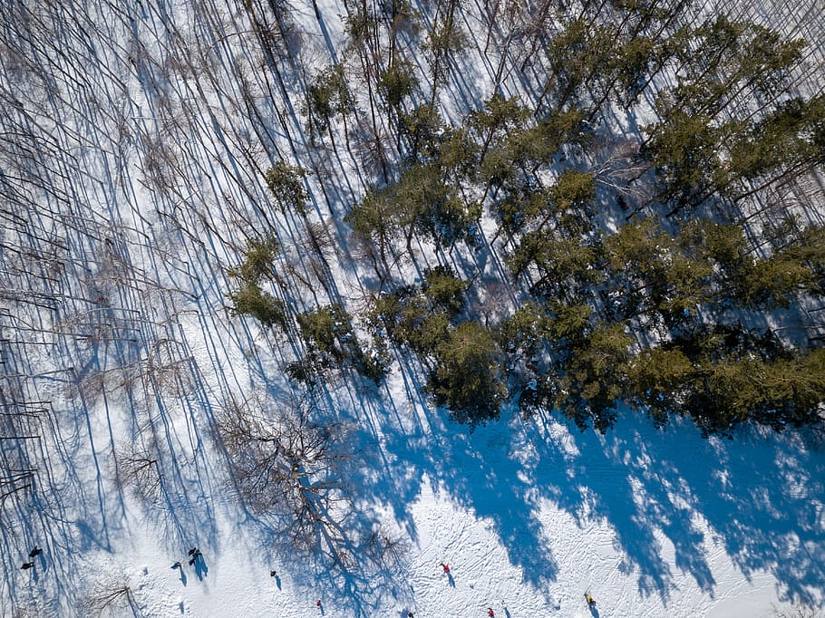 forest, pines, winter, shadows, tree, plant, snow, cold temperature HD wallpaper