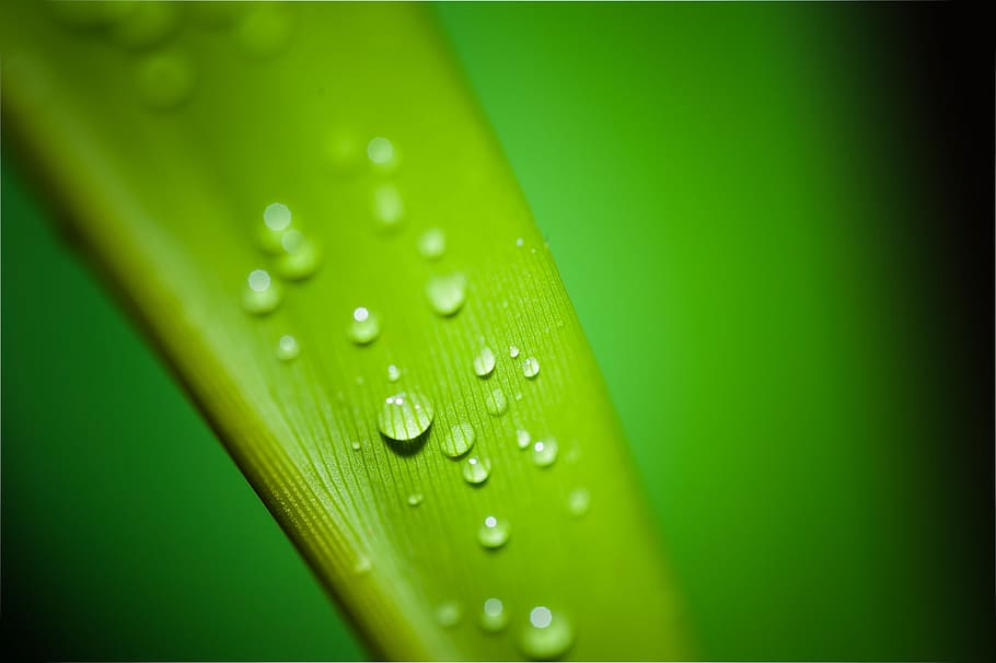Green Leaf With Water Droplets, dew, macro, water drops, wet HD wallpaper