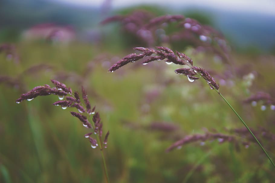 rain, summer, flower, violet, nature, macro, background, wallpaper HD wallpaper