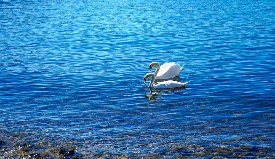 swans, lake, couple, off, costa, elegance, water, white, laveno