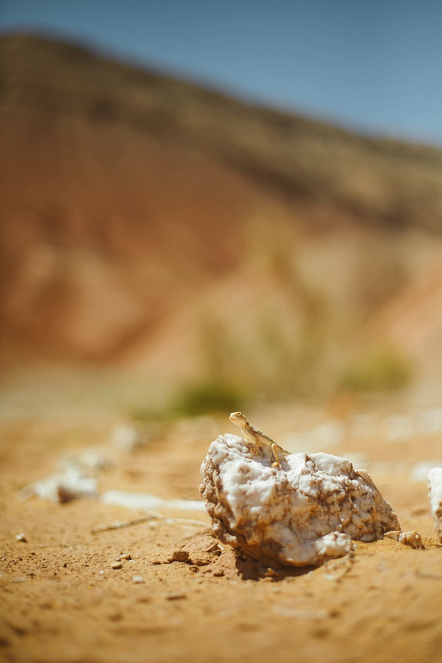 Brown Lizard on Rock Fragment, blur, blurred background, daylight HD wallpaper