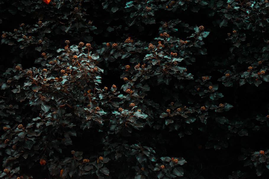 Green Leafed Plant, growth, beauty in nature, no people, flower HD wallpaper