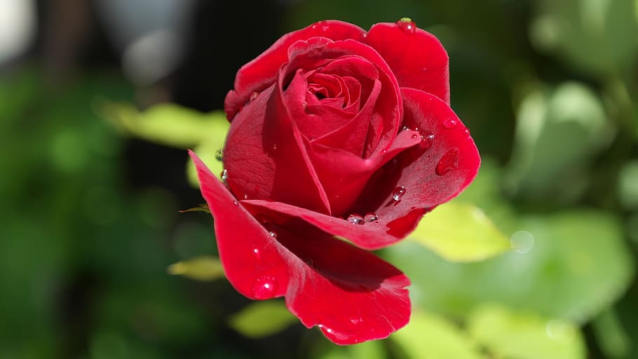 Red Rose, beautiful, bloom, botany, dew, dewdrops, drip, flower HD wallpaper