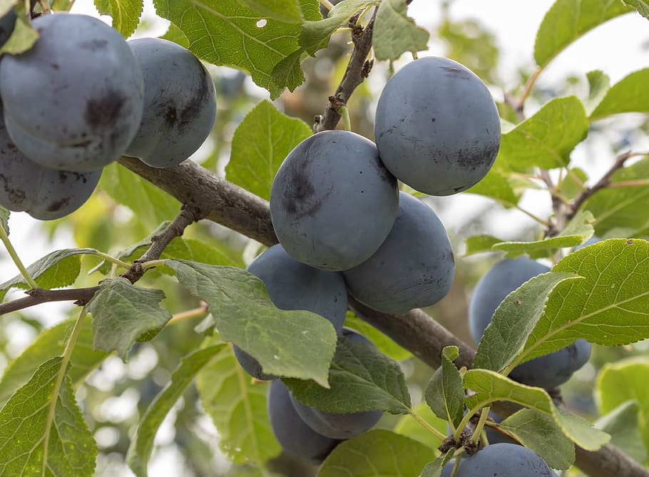 plum, fruit, plum tree, blue, fruit tree, juicy, mature, healthy HD wallpaper