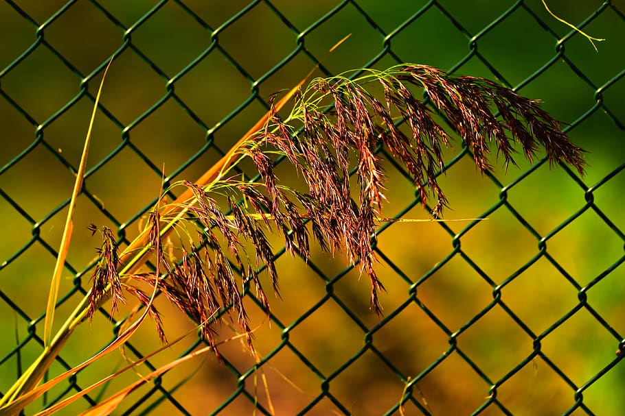 plume, reed, plant, feathery, fence, wire, mesh, sunlight, summer, HD wallpaper