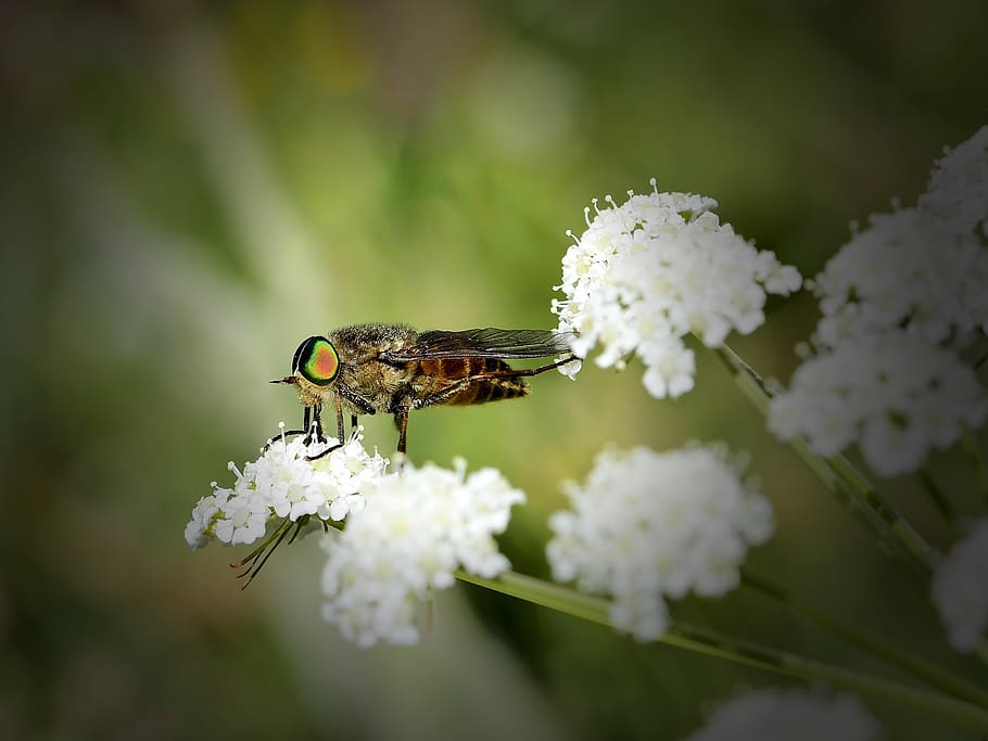 insect, gadfly, nature, insects, macro, flower, flowering plant HD wallpaper
