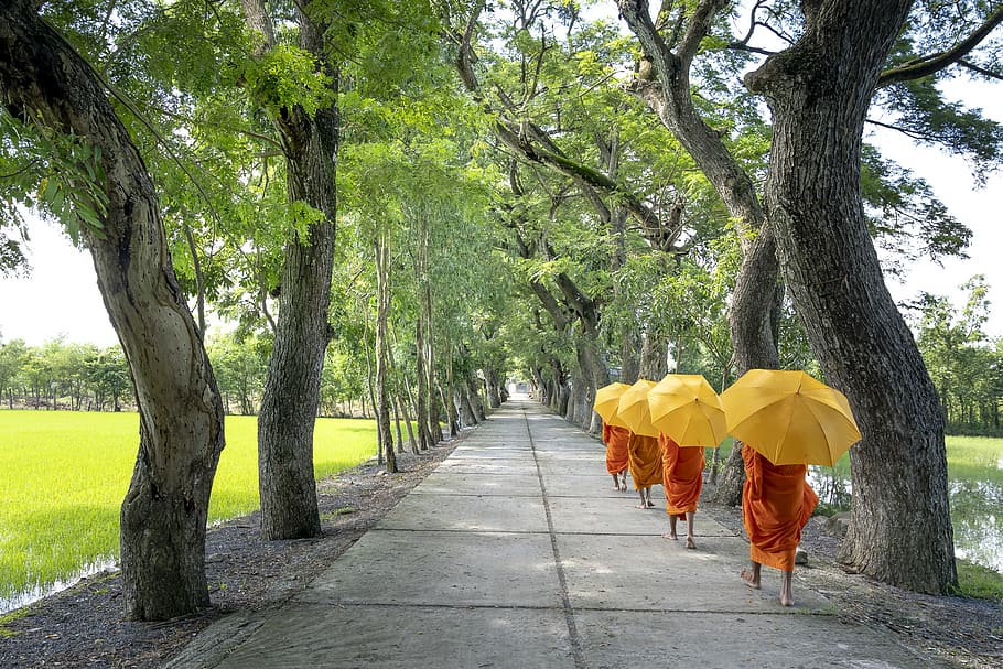 Monks Holding Umbrella Walking on Pathway, daylight, footpath HD wallpaper