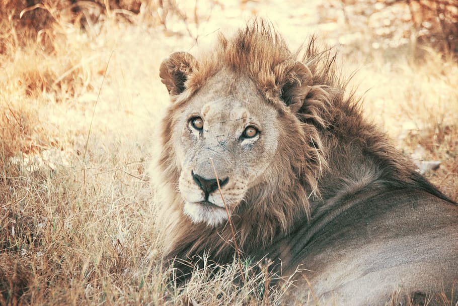 brown lion, animal, mammal, wildlife, savanna, grass, hair, mane HD wallpaper