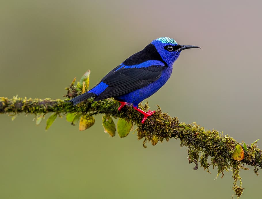 blue hummingbird on tree branch, animal, bluebird, jay, blue jay