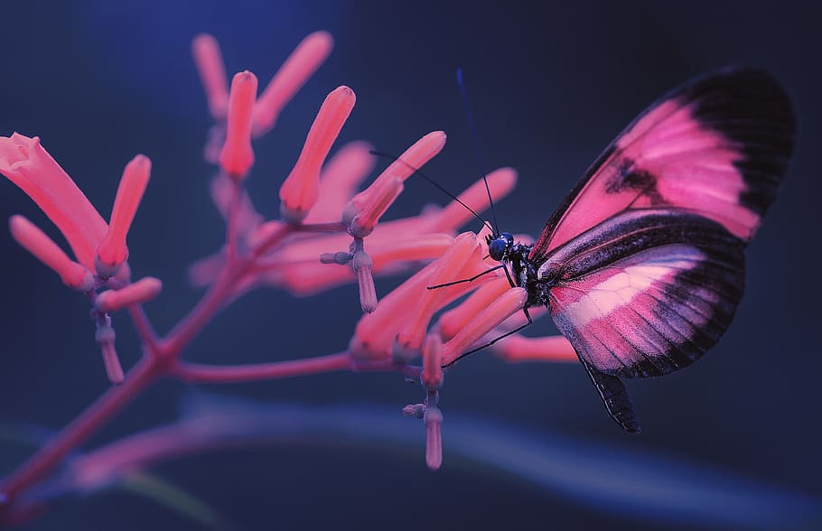 macro, butterfly, insect, nature, animal world, background HD wallpaper