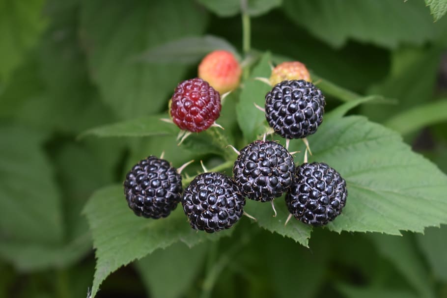 berry, hybrid, blackberry, raspberry, healthy, nutrition, vitamins HD wallpaper