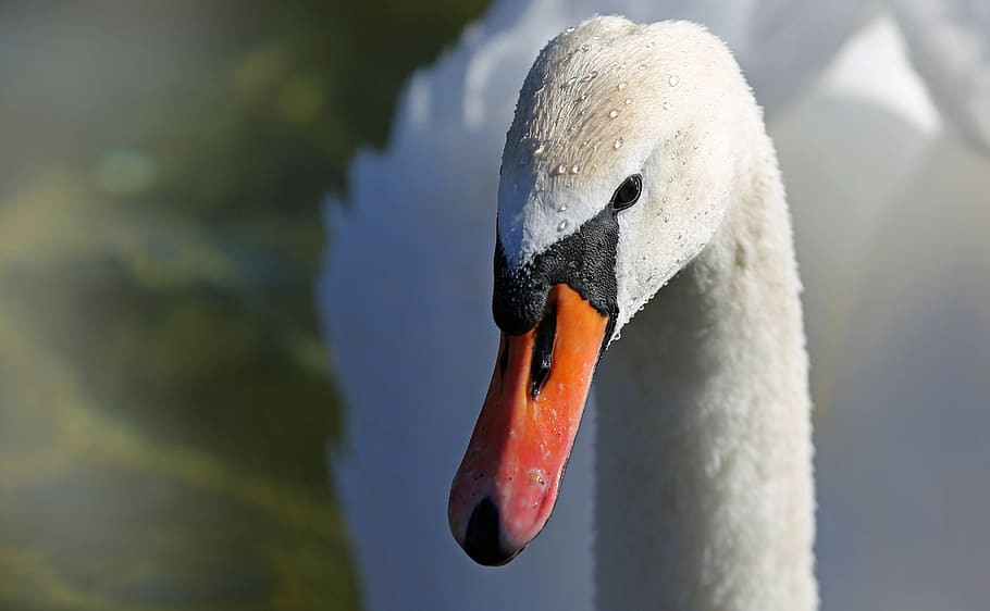 White Swan, animal, close-up, feather, sublime, white bird, wing HD wallpaper