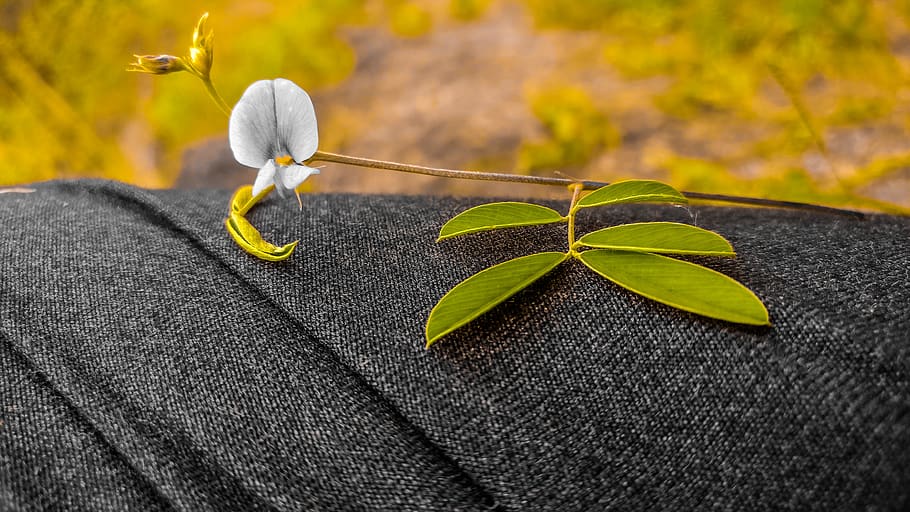 india, savar kundla, leaf, plant part, close-up, nature, textile HD wallpaper
