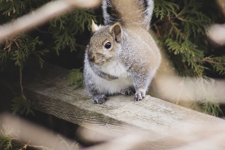 gray and brown squirrel, animal, mammal, rodent, cobourg, canada HD wallpaper