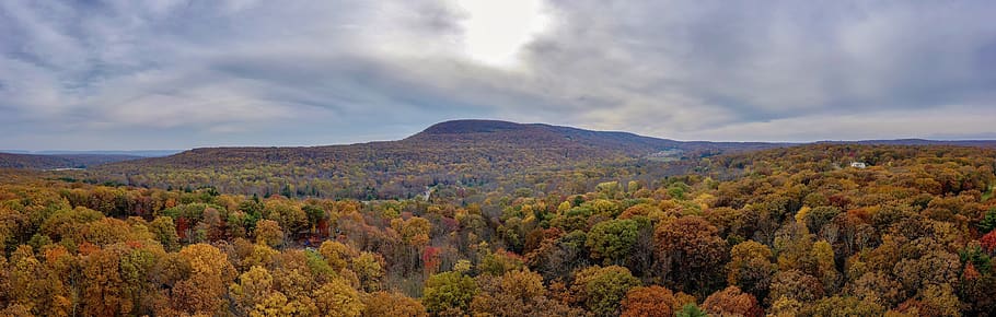Panorama Photography of Forest, beautiful, color, daylight, environment HD wallpaper