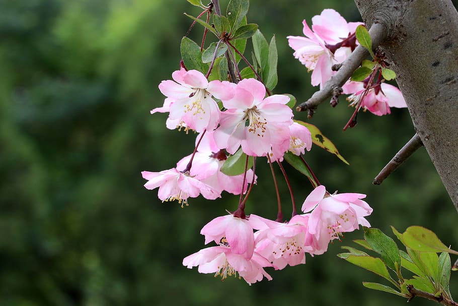spring, spring flowers, nature, plants, season, garden, flowering HD wallpaper