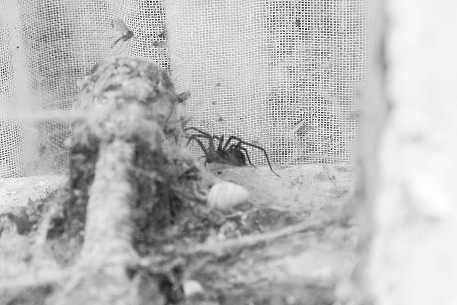 spider, web, macro, window, black, white, selective focus, no people HD wallpaper