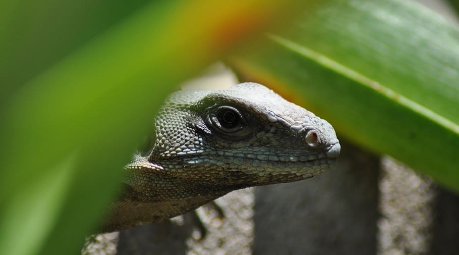 mexico, akumal, animal themes, one animal, animal wildlife HD wallpaper