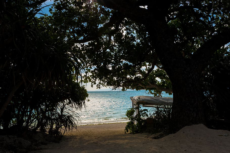 sea, ocean, beach, tree, fine, blue, blue sky, water, plant HD wallpaper