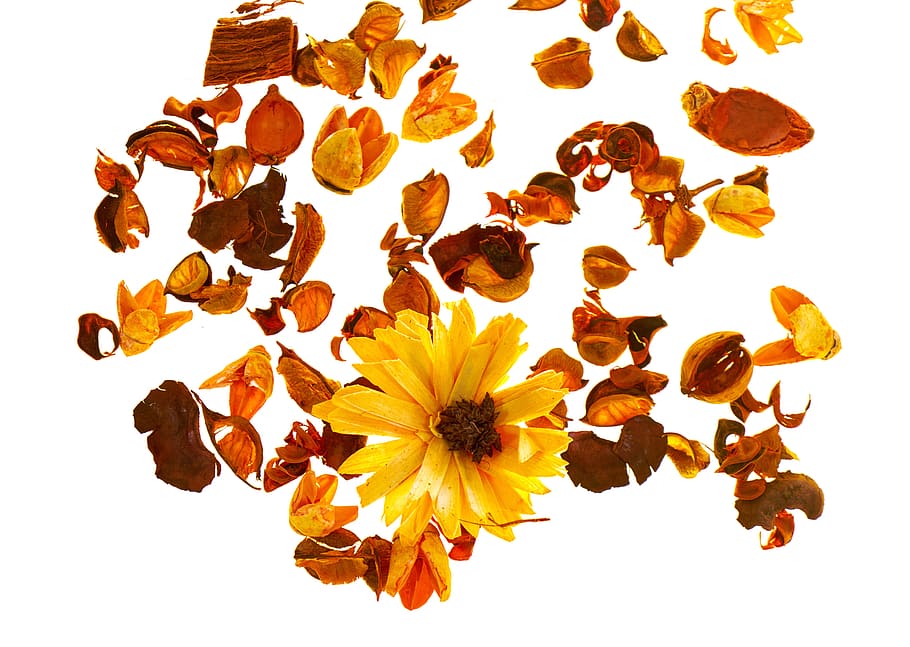 flower, composition, current season, love, plant, spring, beautiful HD wallpaper