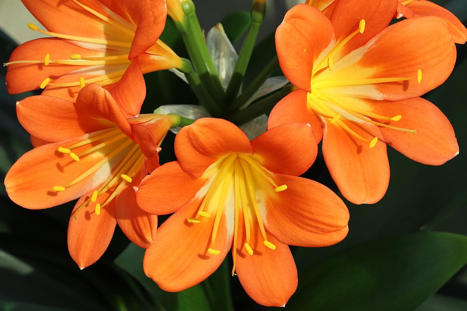 clivia miniata, flowers, beautiful, nature, spring flowers, HD wallpaper