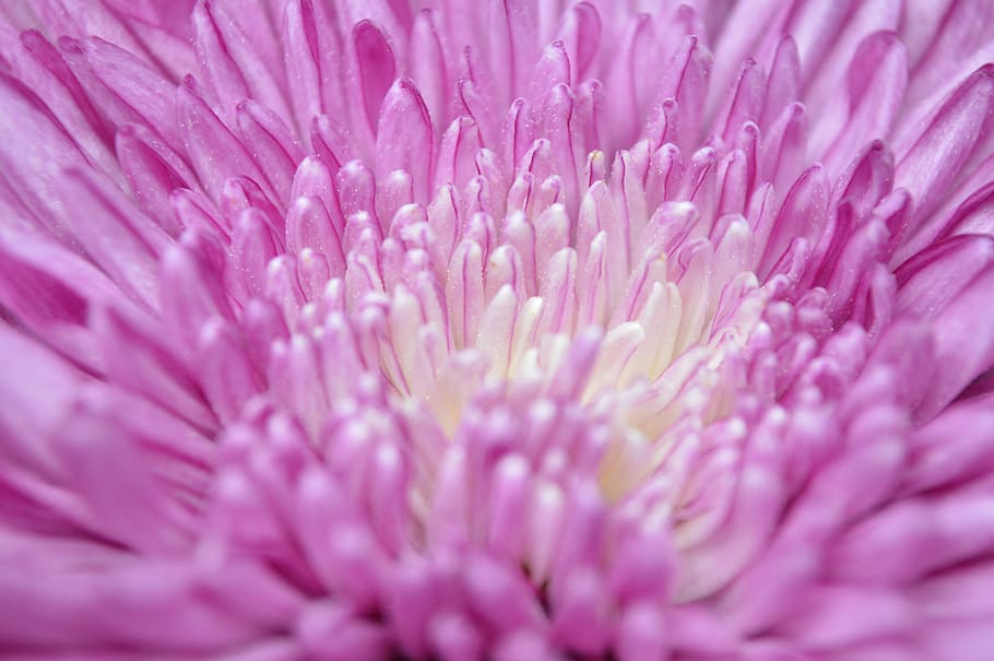 flower, petals, white, pink, purple, nature, bloom, blossom HD wallpaper