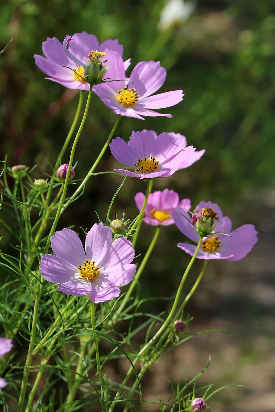 cosmos, light, sky, nature, autumn, outdoor, flowers, tabitha HD wallpaper