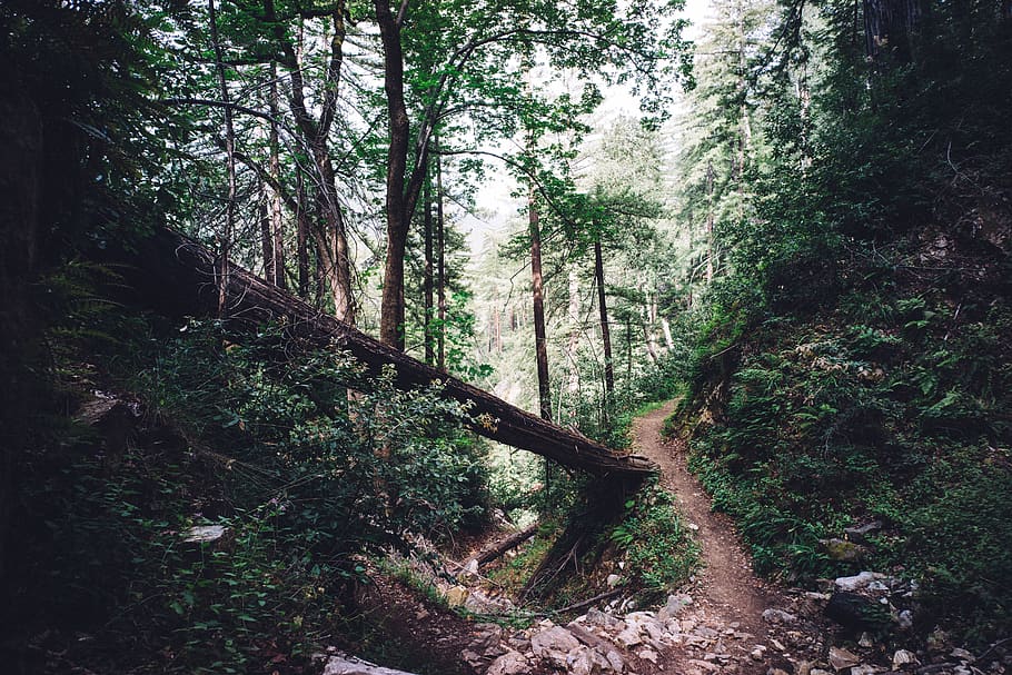 pathway surrounded by trees, forest, plant, land, tranquility HD wallpaper