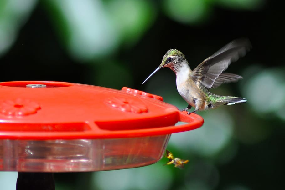 Green Bird on Red Bird Feeder in Bokeh Photography, Humming Bird HD wallpaper