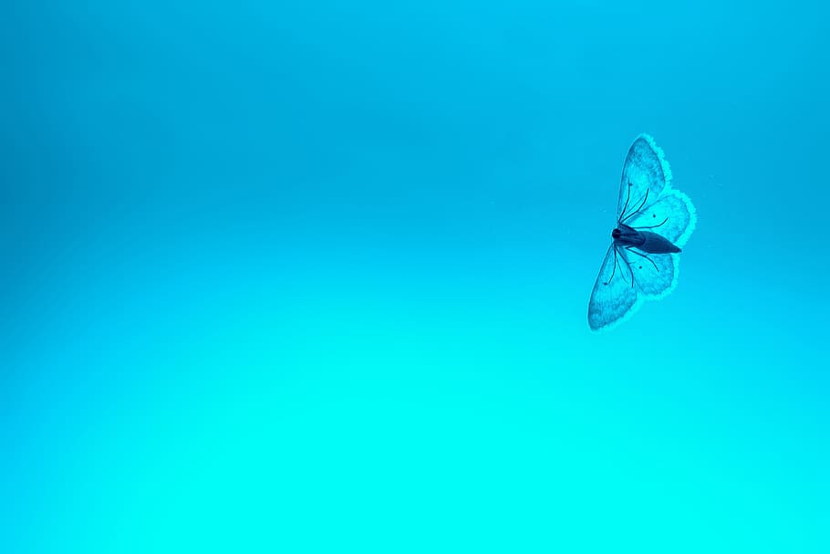 butterfly, blue, sky, bill, flight insect, animal themes, animal wildlife HD wallpaper