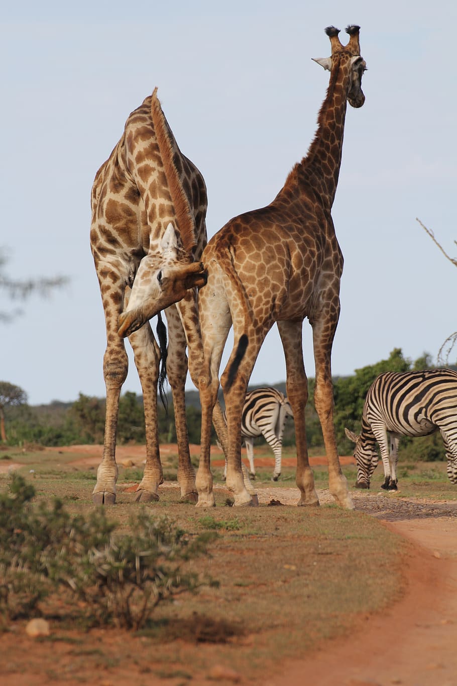 giraffes, two, annoy, safari, wilderness, south africa, long jibe HD wallpaper