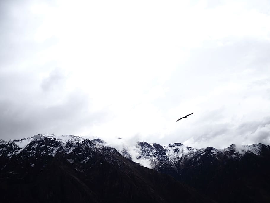 black bird flying near mountains, landscape, nature, cloud, condor HD wallpaper