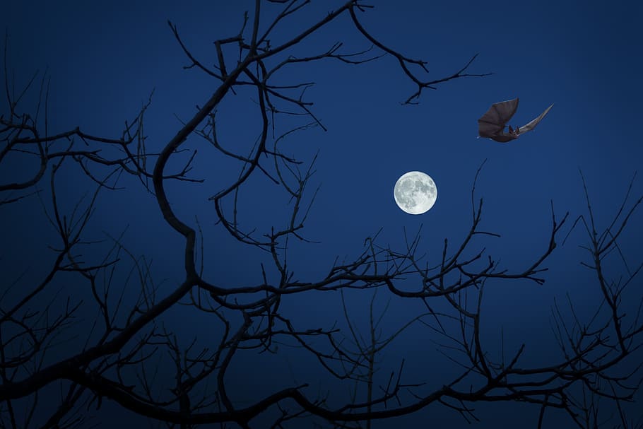 full moon, night, bat, dark, halloween, darkness, sky, branch HD wallpaper