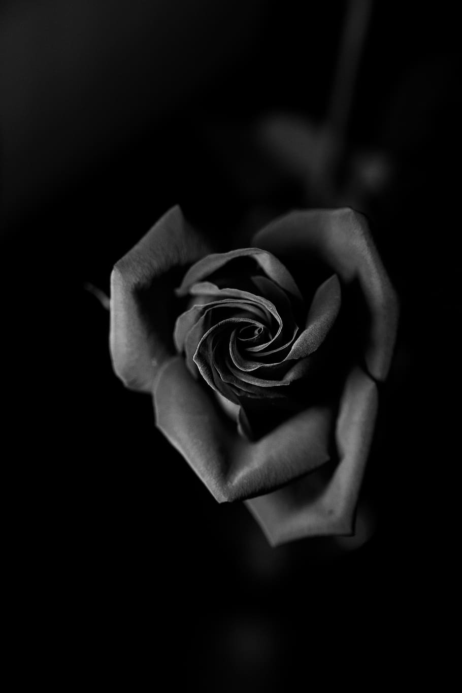 Nếu bạn là một người yêu hoa hồng, hãy cùng xem những hình ảnh đẹp của chúng tôi. Khám phá những loài hoa hồng khác nhau với màu sắc và hình dáng độc đáo của chúng. Bạn sẽ bị hấp dẫn bởi sự quyến rũ của hoa hồng trong hình ảnh này.