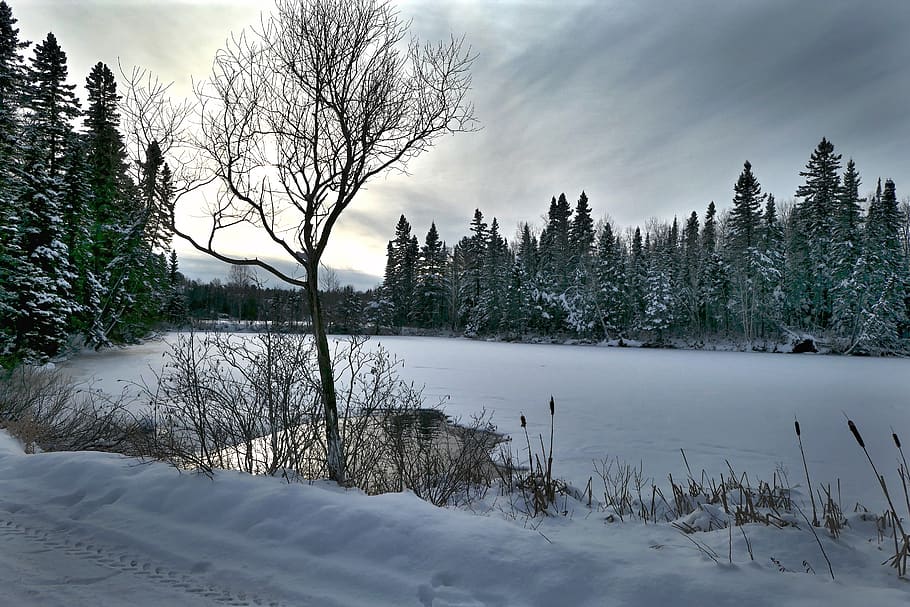 landscape, winter, nature, snow, cold, trees, white, fir, sky HD wallpaper