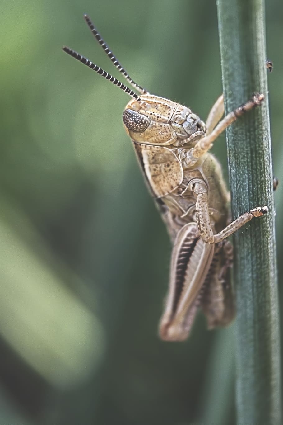 grasshopper, insect, macro, nature, plant, bug, green, brown HD wallpaper