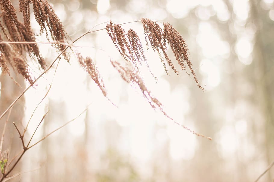 plant, beauty in nature, focus on foreground, close-up, growth HD wallpaper