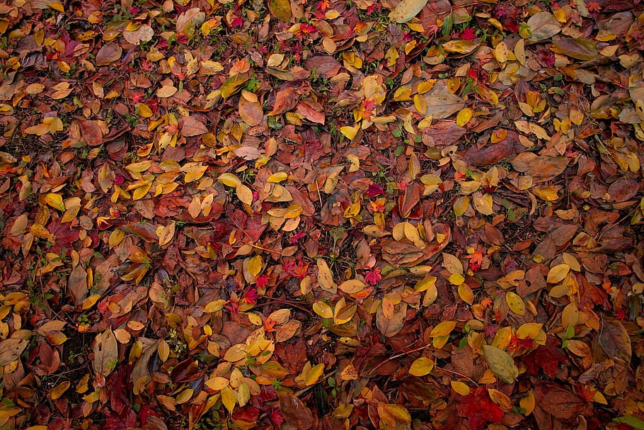 japan, nantan, plant part, autumn, change, leaf, leaves, full frame HD wallpaper