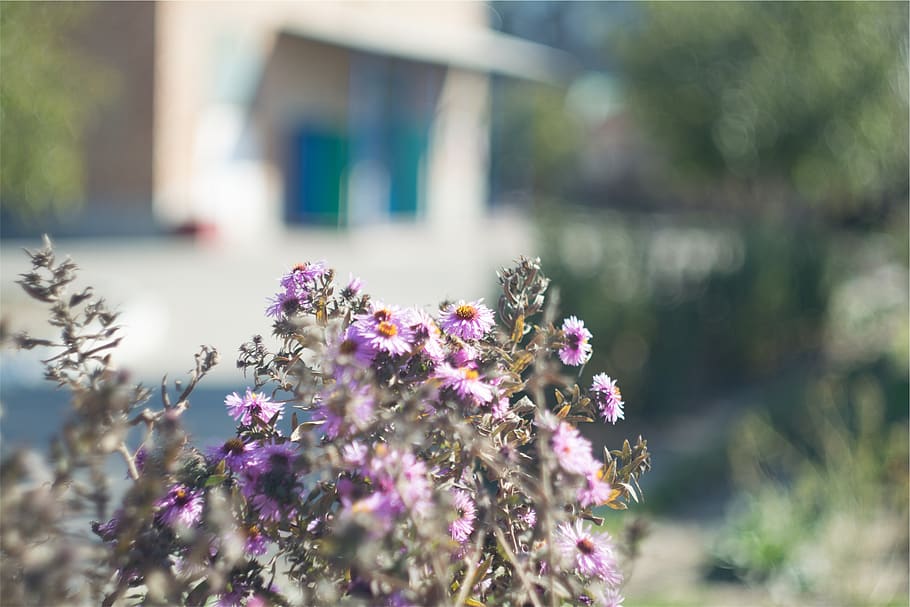 plants, flowers, flowering plant, freshness, vulnerability HD wallpaper