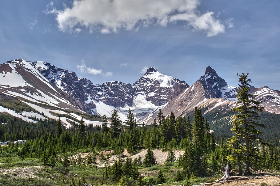 Pine Trees Near Mountain Landscape Photograph, Alberta, alpine HD wallpaper