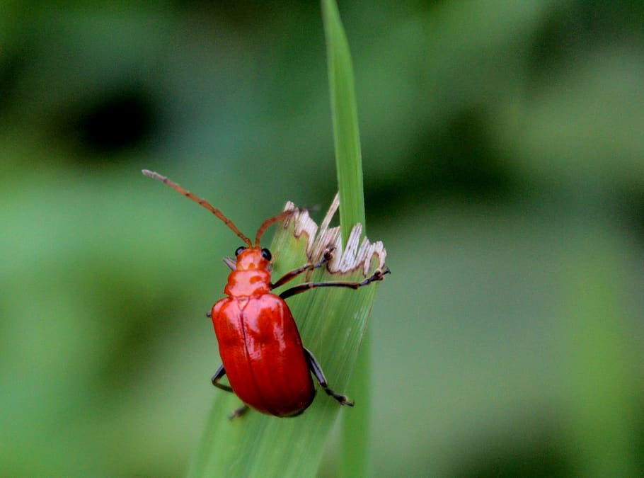 Red Beetle Perched on Green Leaf , biology, bright, bug, close-up HD wallpaper