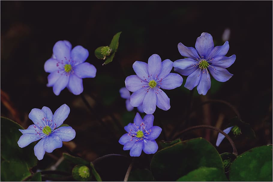 Purple Hepaticas in Bloom Close-up Photo, beautiful, blooming HD wallpaper