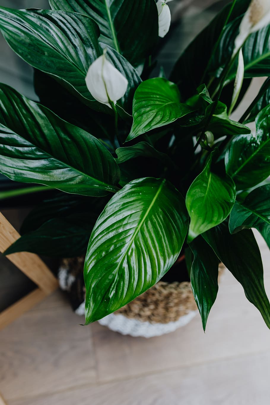 Details of modern interior with green plants, flora, contemporary HD wallpaper