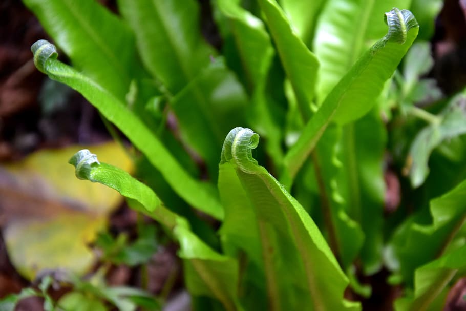 green color, growth, plant, plant part, leaf, close-up, beauty in nature HD wallpaper
