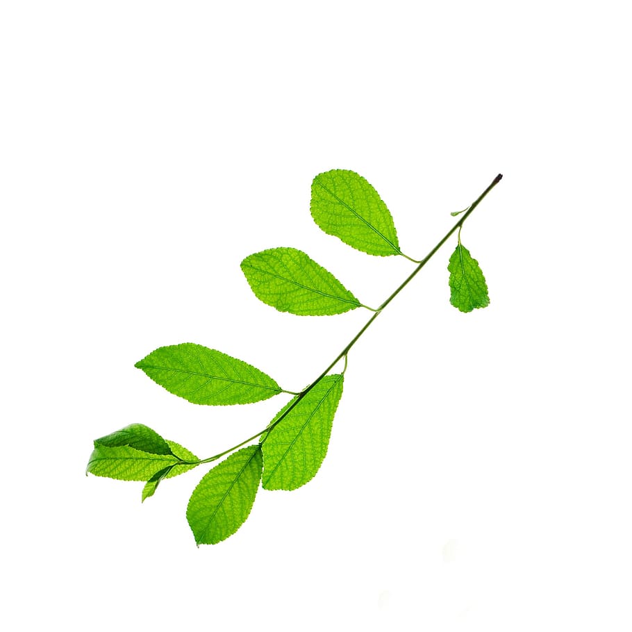 botany, branch, bright, closeup, color, element, environmental HD wallpaper