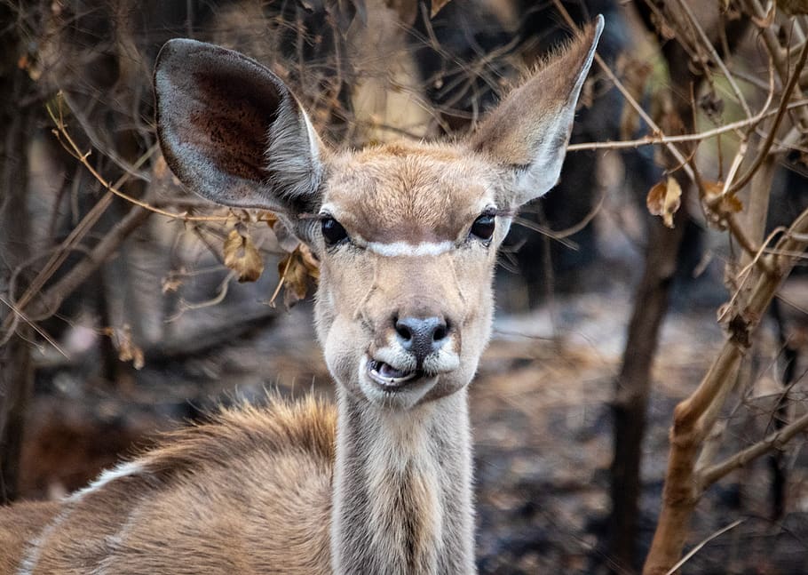 Brown Reindeer , animal, cute, ears, safari, south africa, wild animal HD wallpaper