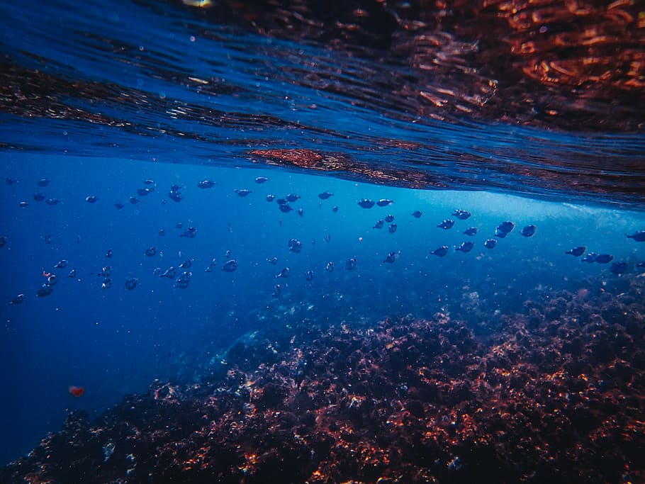 Under The Sea, animals, coral, corals, exploration, fish, ocean HD wallpaper